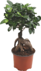 PLANTE VERTE - GARDENLINE en promo chez Aldi PLANTE VERTE - GARDENLINE dans le catalogue Aldi