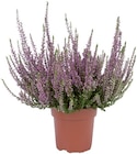 Bruyère calluna à 2,29 € dans le catalogue Lidl