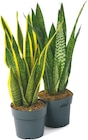 Sansevieria „Bogenhanf“ bei Netto mit dem Scottie im Ahrensburg Prospekt für 9,99 €