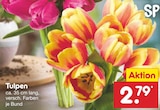 Aktuelles Tulpen Angebot bei Netto Marken-Discount in Pforzheim ab 2,79 €