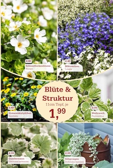 Pflanzen im Garten-Center Nordharz GmbH & Co. KG Prospekt "Wo Farben wachsen und Freude blüht!" mit 16 Seiten (Braunschweig)