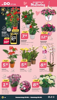 Hortensie im Netto mit dem Scottie Prospekt "Günstig. Besser. Für Dich." mit 37 Seiten (Dresden)