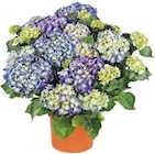 Hortensie XL im Kaufland Prospekt zum Preis von 10,99 €