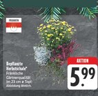 EDEKA Schlüsselfeld - Bepflanzte Herbstschale Angebot im Prospekt Bepflanzte Herbstschale bei EDEKA im Schlüsselfeld Prospekt für 5,99 €