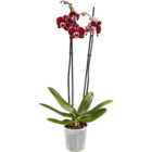 Orchidee im aktuellen Netto Marken-Discount Prospekt