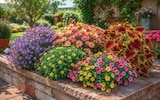 Strahlenchrysantheme im Angebot bei Netto Marken-Discount in Gera Strahlenchrysantheme Angebote bei Netto Marken-Discount Gera für 2,29 €