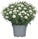 Margerite bei toom Baumarkt im Bingen Prospekt für 5,99 €