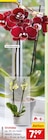 Aktuelle Zimmerpflanzen Angebote bei Netto Marken-Discount in Mannheim Aktuelles Orchidee Angebot bei Netto Marken-Discount in Mannheim ab 7,99 €