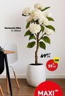Hortensia Mika en promo chez Maxi Bazar Argenteuil à 59,99 €