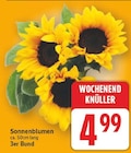 Sonnenblumen im aktuellen E center Prospekt