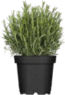 Mediterrane Gewürzkräuter bei Globus-Baumarkt im Landsberg Prospekt für 2,99 €