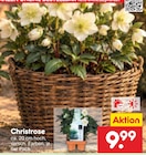 Christrose im aktuellen Netto Marken-Discount Prospekt