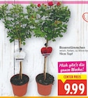 Rosenstämmchen für 9,99 € bei E center im Angebot Rosenstämmchen im aktuellen E center Prospekt