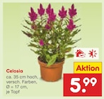 Celosia Angebote bei Netto Marken-Discount Köln für 5,99 €