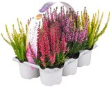 Besenheide »Beauty Ladies Starlight« im Angebot bei REWE in Wiesbaden Besenheide »Beauty Ladies Starlight« Angebote bei REWE Wiesbaden für 7,49 €