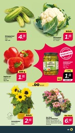Sonnenblume im Netto mit dem Scottie Prospekt Sonnenblume im Netto mit dem Scottie Prospekt GĂŒnstig. Besser. FĂŒr Dich. auf S. 3