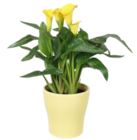 Aktuelle Blumen Angebote bei Kaufland in Karlsruhe Aktuelles Calla Angebot bei Kaufland in Karlsruhe ab 6,66 €