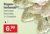 Rispenhortensie Angebote bei Zimmermann Halberstadt für 6,99 €
