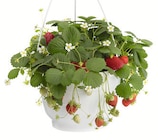 Aktuelle Erdbeerpflanzen Angebote bei Wreesmann in Dresden Aktuelles Erdbeerampeln Angebot bei Wreesmann in Dresden ab 6,99 €