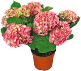 Aktuelles Gartenhortensie Angebot bei Penny in Dresden ab 9,99 €