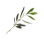 Bio Natives Olivenöl Extra Angebote von Primadonna bei Lidl Essen für 6,95 €