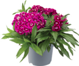 Stauden/Sommerblumen Angebote von GARDENLINE bei ALDI Nord Goslar für 1,49 €