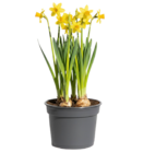 Aktuelles Narzisse 'Tête à Tête' Angebot bei OBI in Hamburg ab 1,49 €