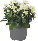 Chrysanthemen Angebote bei Lidl Recklinghausen für 1,79 €