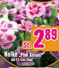 Nelke „Pink Kisses®“ bei Hornbach im Binzen Prospekt für 2,89 €