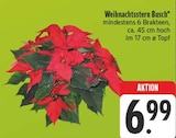 Aktuelles Weihnachtsstern Busch Angebot bei E center in Nürnberg ab 6,99 €