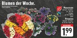 Moosrosen im Angebot bei EDEKA in Arnsberg Moosrosen Angebote von GUT & GÜNSTIG bei EDEKA Arnsberg für 1,99 €