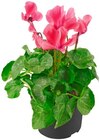 Aktuelles Gartenalpenveilchen Angebot bei Penny in Bremen ab 1,79 €