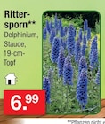 Rittersporn im Angebot bei Zimmermann in Laatzen Rittersporn Angebote bei Zimmermann Laatzen für 6,99 €