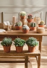 Cactus ou succulente pot 14 cm - Intermarché Super à Besançon Cactus ou succulente pot 14 cm en promo chez Intermarché Super Besançon à 9,99 €