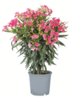 toom Baumarkt Täferrot - Oleander Angebot im Prospekt Oleander bei toom Baumarkt im Täferrot Prospekt für 25,99 €