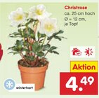Christrose Angebote bei Netto Marken-Discount Freiburg für 4,49 €