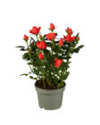 Rosier en pot - Lidl à Aulnay-sous-Bois Rosier en pot en promo chez Lidl Aulnay-sous-Bois à 1,49 €