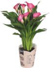 Calla - GARDENLINE en promo chez Aldi Calla - GARDENLINE dans le catalogue Aldi