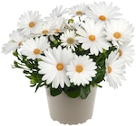 Aktuelle Blumen Angebote bei REWE in Hamburg Aktuelles Schleierkraut »Twins« Angebot bei REWE in Hamburg ab 1,79 €