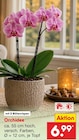 Orchidee im Angebot bei Netto Marken-Discount in Bad Oeynhausen Orchidee Angebote bei Netto Marken-Discount Bad Oeynhausen für 6,99 €