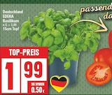 Basilikum von EDEKA im aktuellen EDEKA Prospekt für 1,99 €