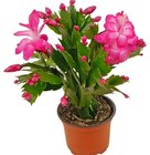 Weihnachtskaktus im Angebot bei REWE in Schwäbisch Hall Weihnachtskaktus Angebote von REWE Beste Wahl bei REWE Schwäbisch Hall für 2,29 €