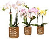 Orchidée en promo chez Carrefour Argenteuil à 10,99 €