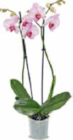 Aktuelles Orchidee Angebot bei Netto Marken-Discount in Cottbus ab 4,99 €