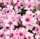 Promo Cyclamen mini 'Petit Moulin' à 5,99 € dans le catalogue Truffaut à Nîmes