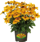 Garten-Sonnenhut Angebote bei Globus-Baumarkt Bad Salzuflen für 14,99 €