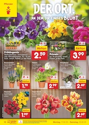 Aktueller Netto Marken-Discount Prospekt mit Tulpen, "Aktuelle Angebote", Seite 26