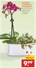 Orchideen Grünpflanzen Arrangement im Angebot bei Netto Marken-Discount in St. Ingbert Orchideen Grünpflanzen Arrangement Angebote bei Netto Marken-Discount St. Ingbert für 9,99 €