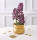 Composition de 3 jacinthes en promo chez U Express Aix-en-Provence à 6,99 €