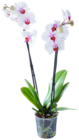 Orchidee im Kaufland Prospekt Orchidee von im aktuellen Kaufland Prospekt für 8,88 €